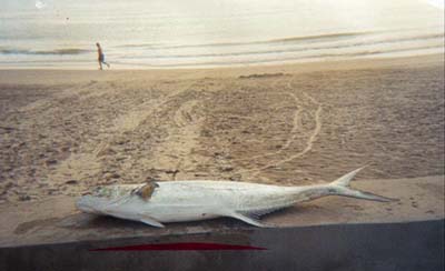 pesca05