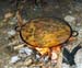 paella02